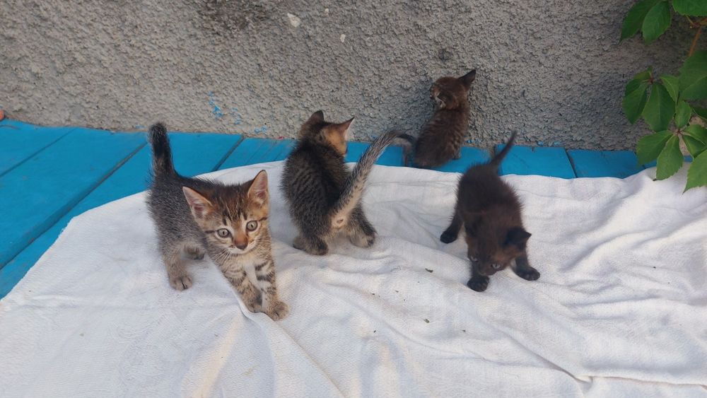 Отдам котят в добрые руки