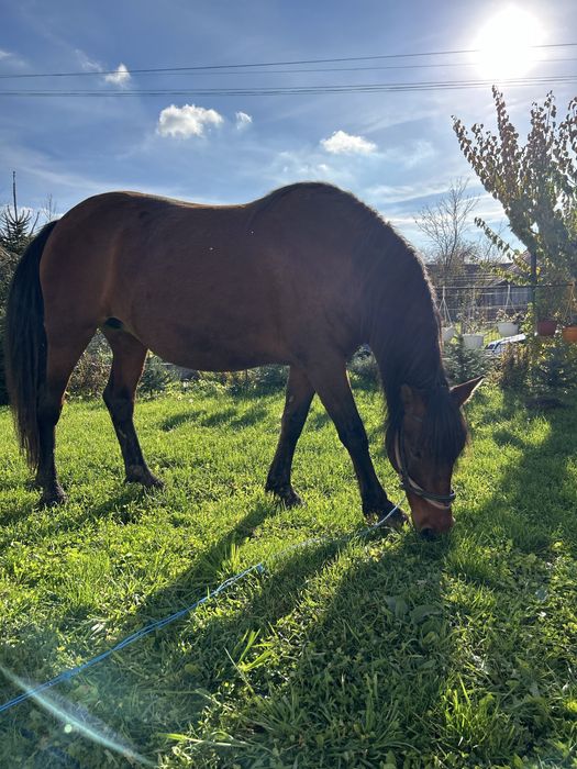 Cal de calarie de vanzare