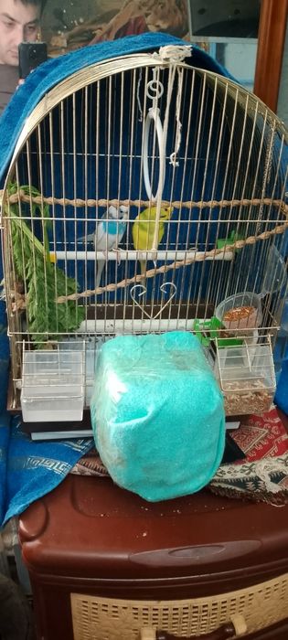 Продам папугаей хороший девушка и мальчик