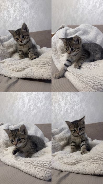 Котенок мальчик 1,5 месяца