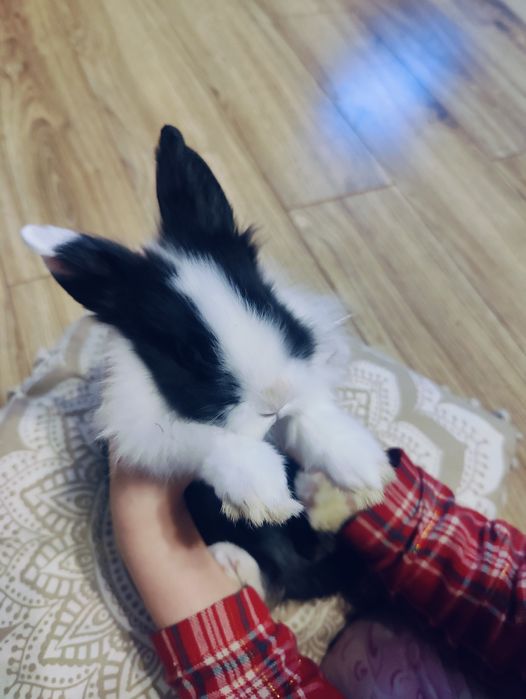 Vând iepuraș Cap de Leu cu toate accesoriile incluse