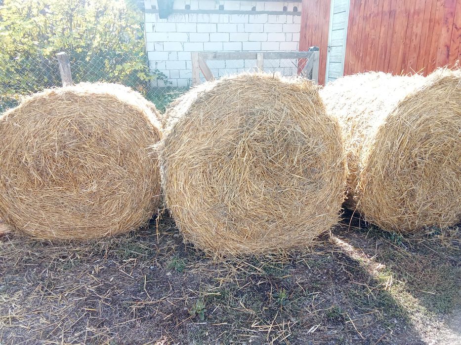 Vând baloți paie grâu