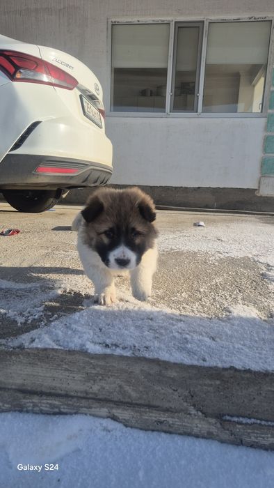 Собака,кушык,алабай