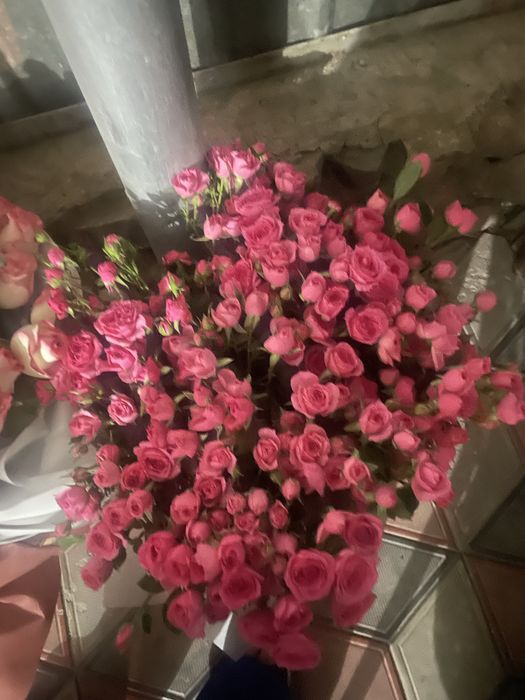 Продам цветы новые сегодняшние