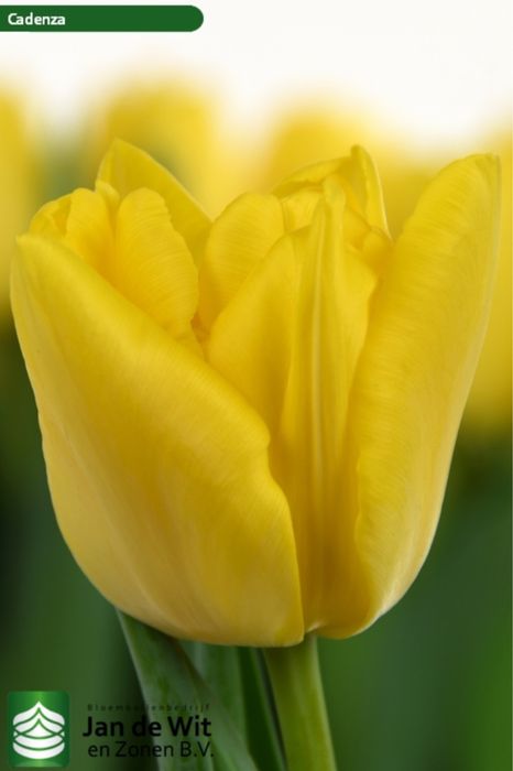 Тюльпаны из теплицы в Караганде к 8 марта