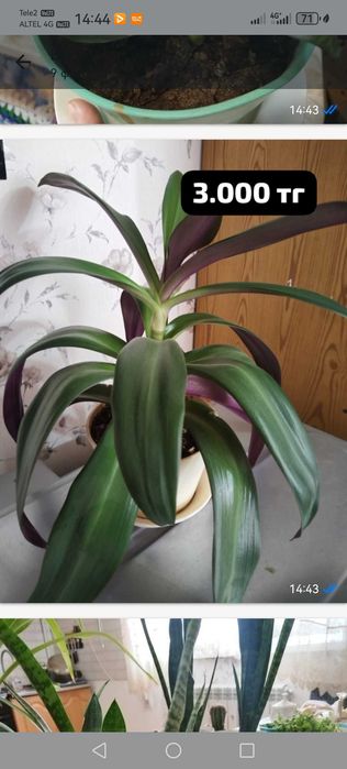 Продам комнатные цветы