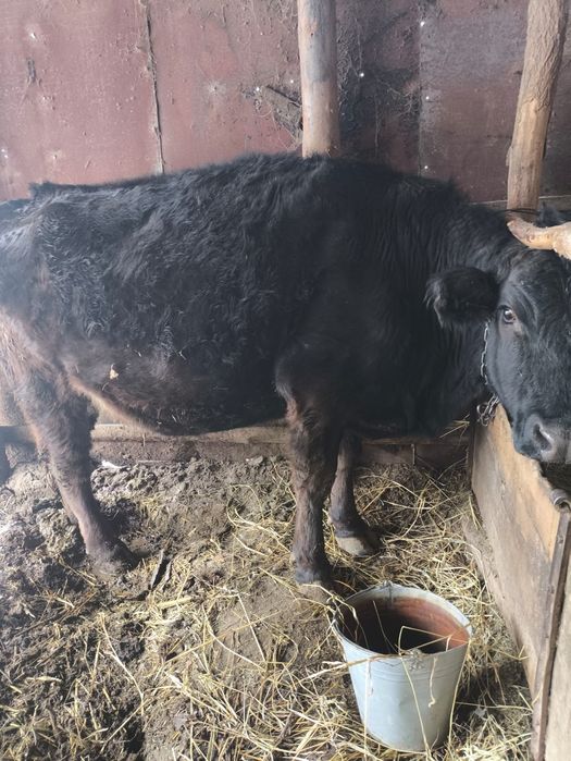 Продам молодую корову