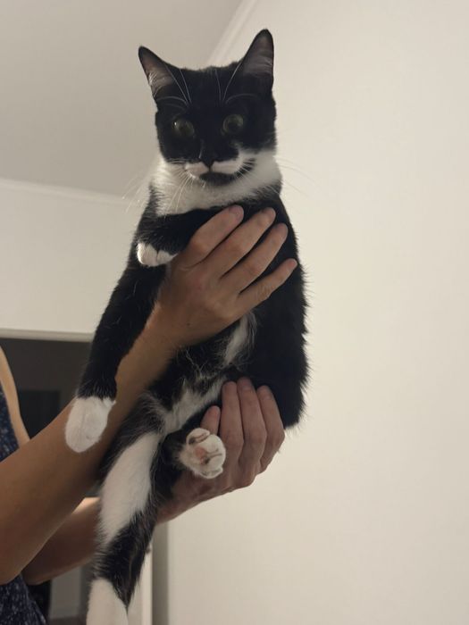 Отдам кошку в добрые руки