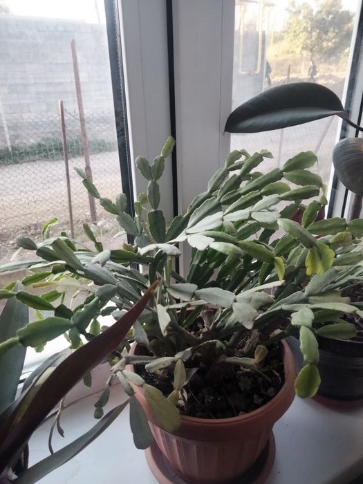 Продам комнатные цветы