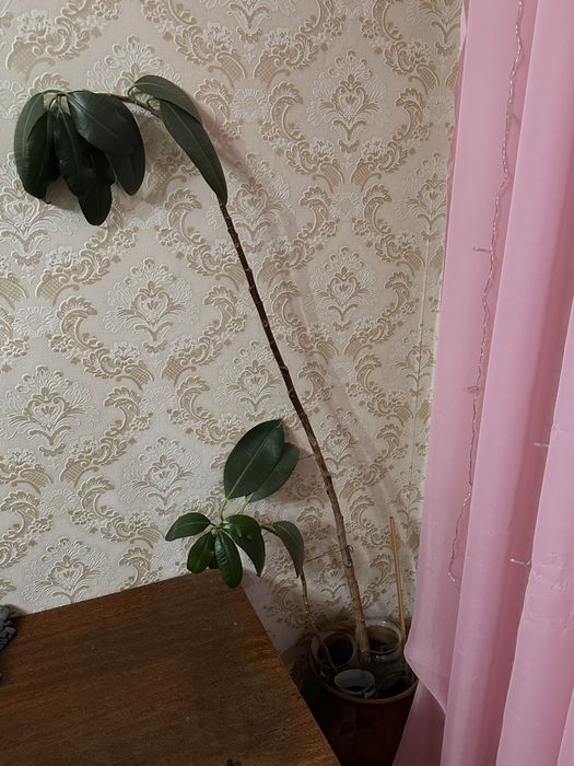Отдам даром фикус