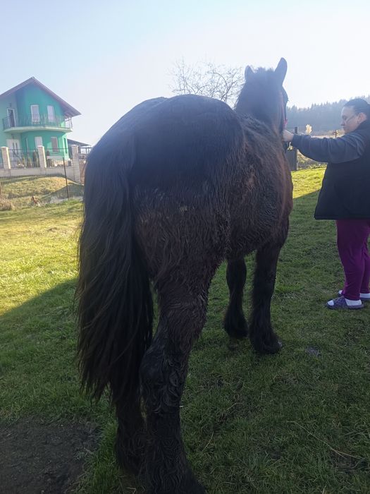 Vând mânz de un an jumate