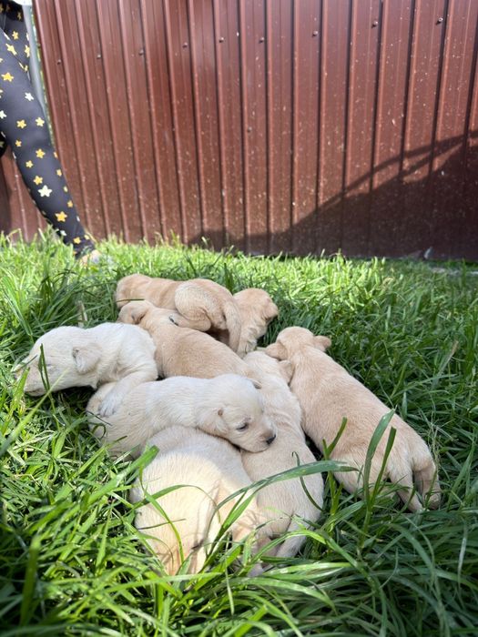 Familie de labradori