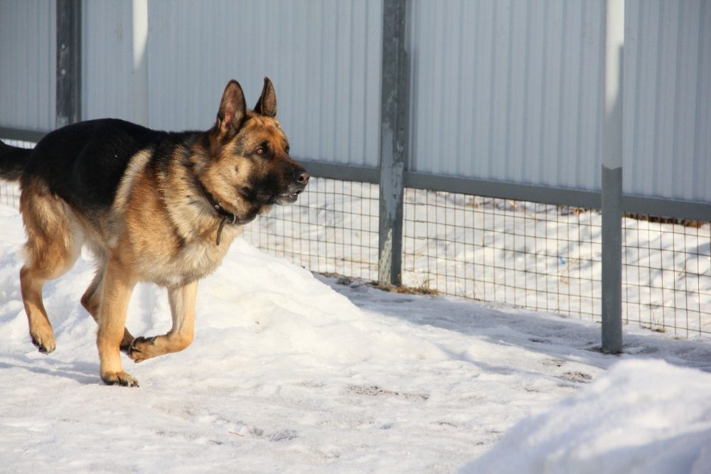 Немецкая овчарка, кабель