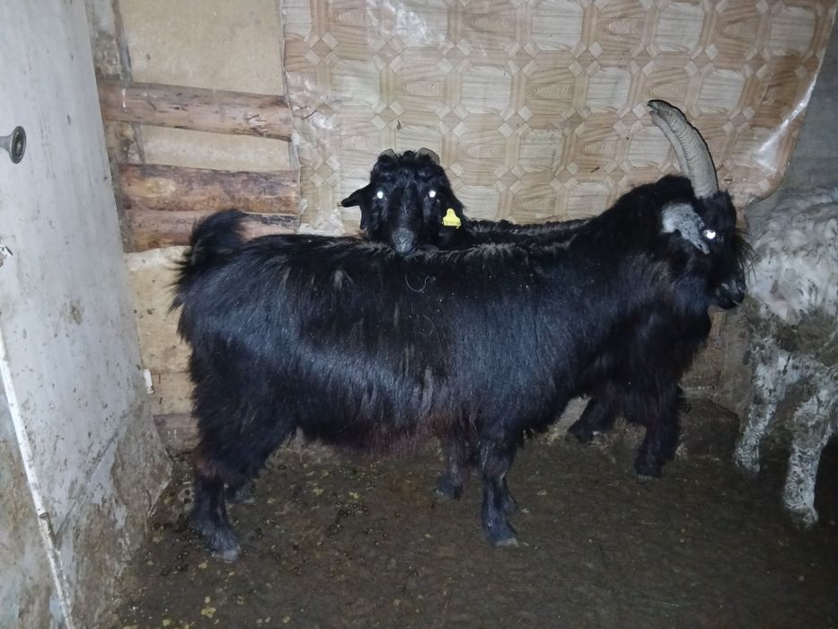 Семіз ешкі серке теке қой