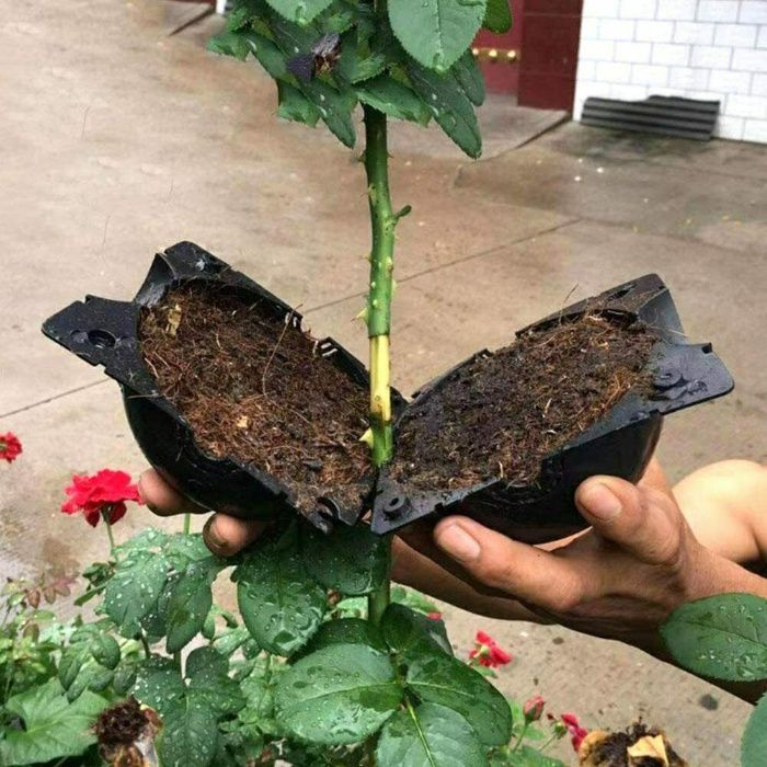 Inradacinare plante pe creanga! Magnolia, trandafir, etc Nou ambalata!