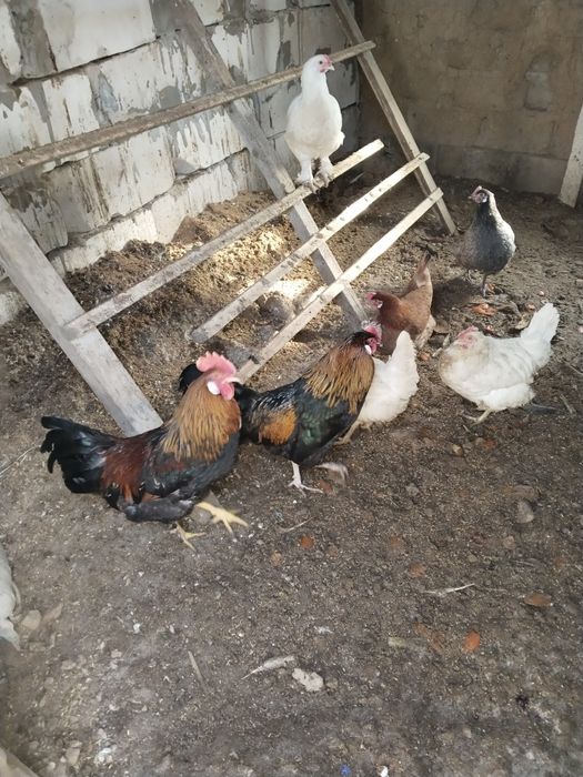 Петухй 8 месец 2штука