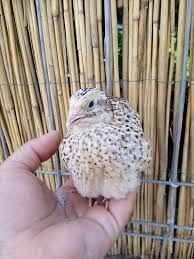 Vand prepelite ouatoare