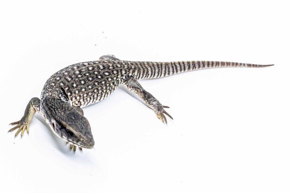 Monitor de Savana (Varanus Exanthematicus) pui