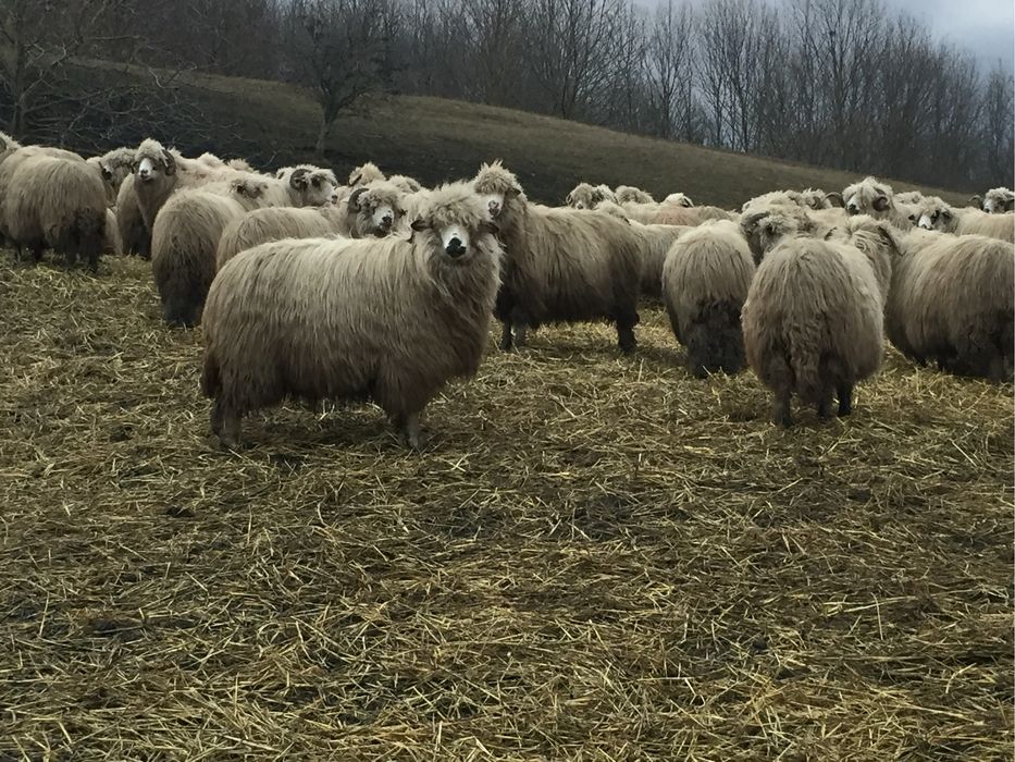 Vand oi turcane pe ales