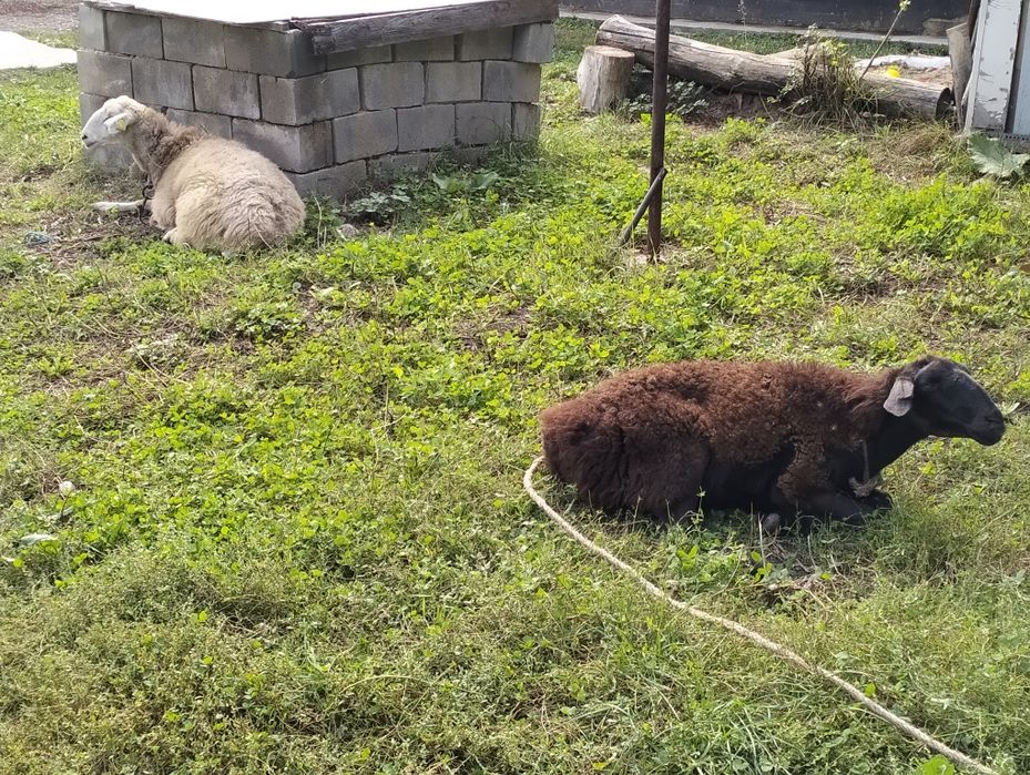 Кой сатамын 2еу 65000тнгеден