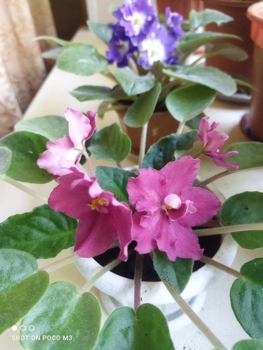 Фиалка  цветок..