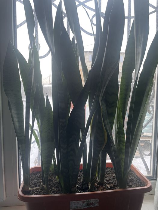 Комнатные цветы,натуральные