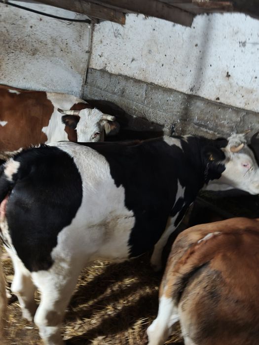 Vacă Jurincă gestantă, un an jumate