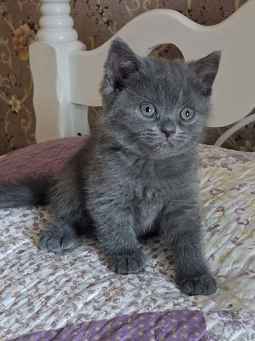 Котики бриташки с документами