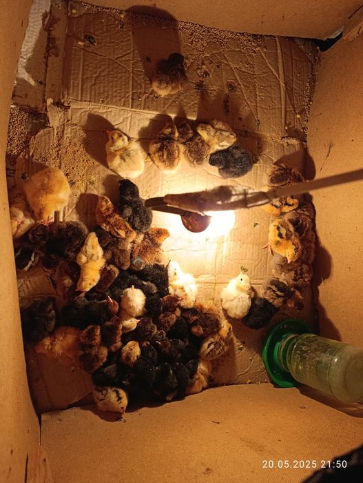 Инкубатор для цыплята