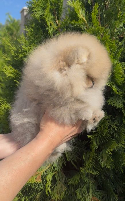Померанский шпиц