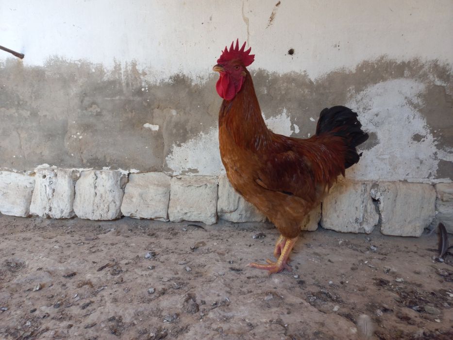 Үлкен әтештер мен кискалар