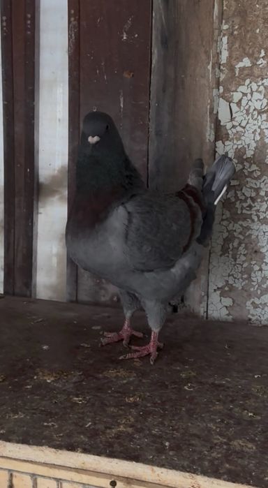 Продам голубей Кинги