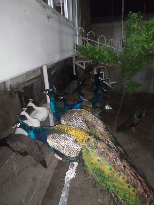 30 та товуслар сотилади