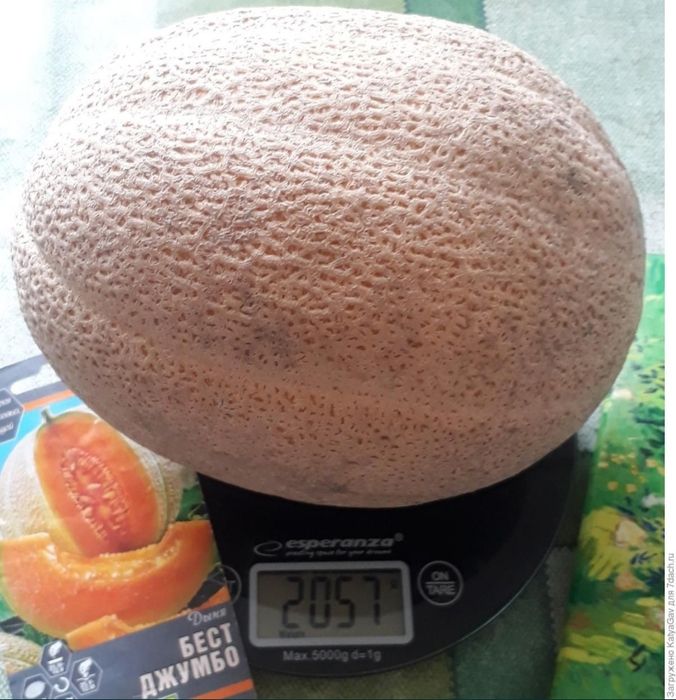 Семена дыни сорт «Бест Джамбо»