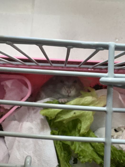 Джунгарский хомяк