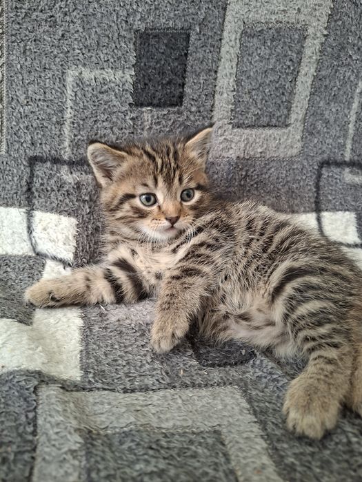 Британские котята