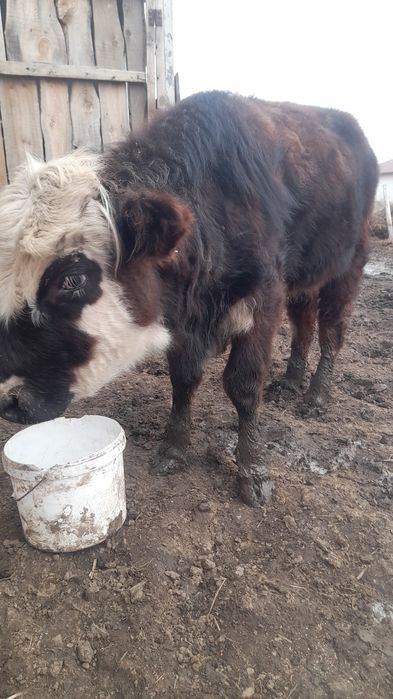 Еркек Потсос бузау