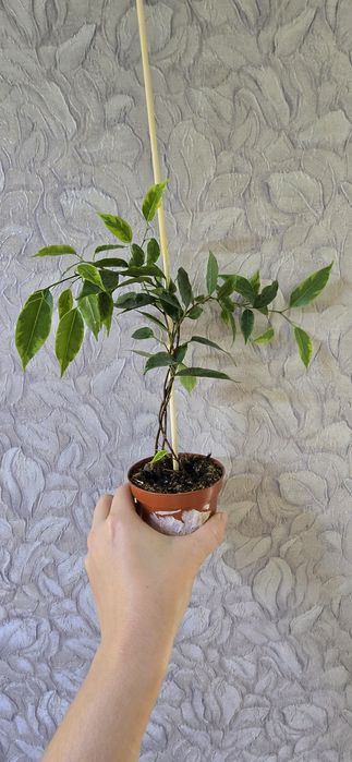Фикус Бенджамина Анастасия