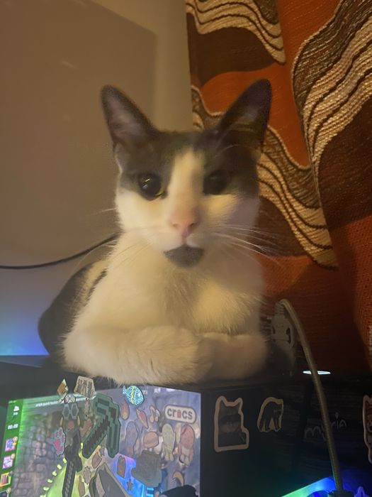 Ofer servicii plimbat caini/bona pentru animale