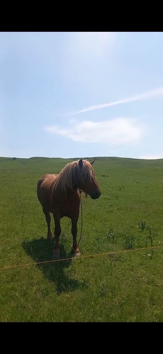 Mânz de vânzare  ...