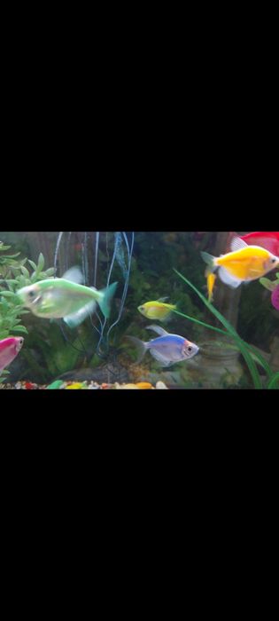 Продам аквариум с рыбами