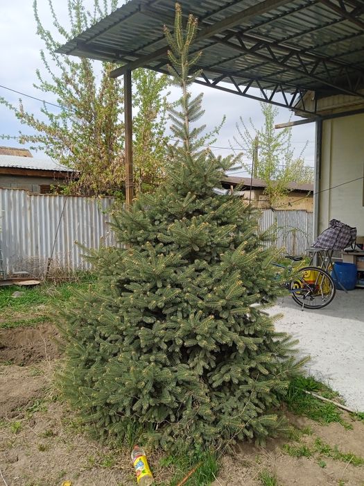 Ёлка Туя сосна красивые