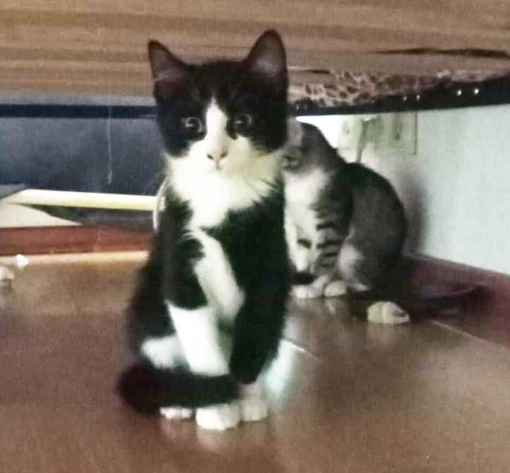 Очаровательные котята, примерно 2 мес