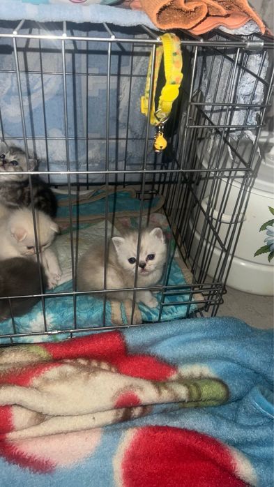 Продаются серебристий шиншилли котяти