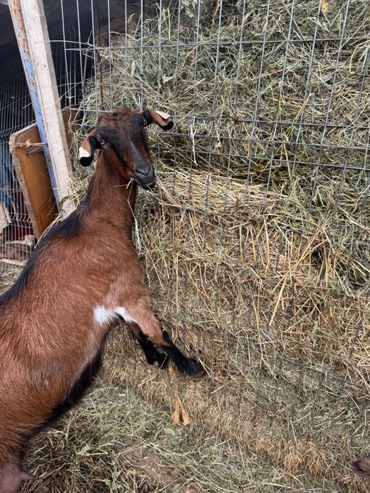 Vândă capră cu 2 iezi
