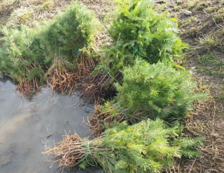 Vând puieți. Salcam pin molid brad stejar arin plop