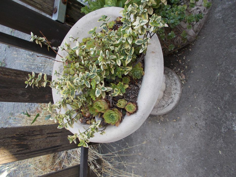 Кашпа , саксия отлят калъп от мраморно брашно, мозайка  и бял цимент