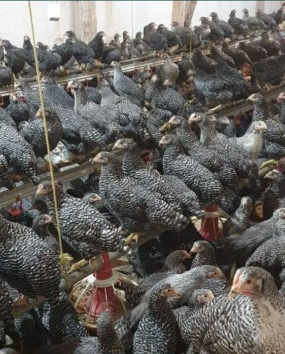 Pui Alb de carne și pui rasă mixtă Porumbac și Roșu Kabir