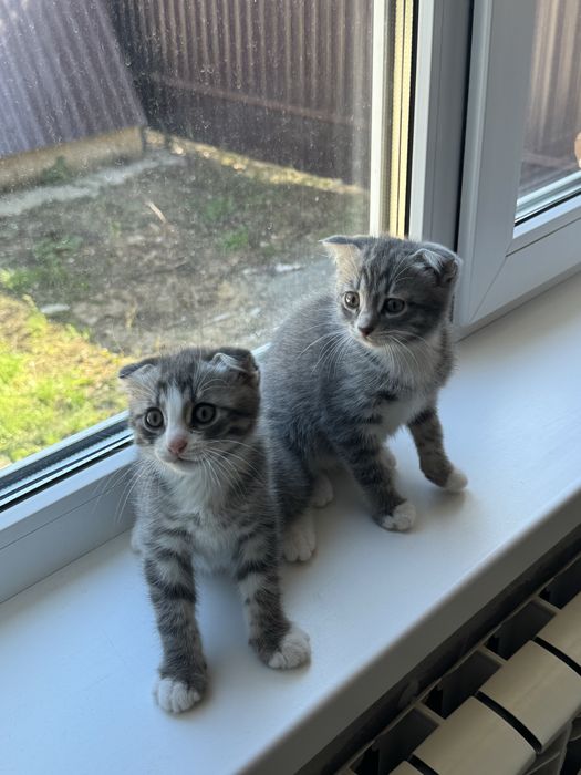 Продам котят в добрые руки