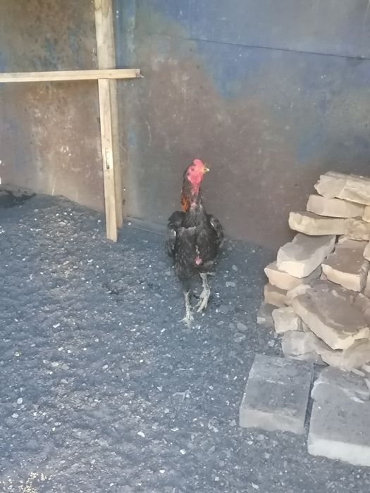 Продам дакана китаец